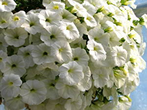 <h2>Суприм вайт<h2>